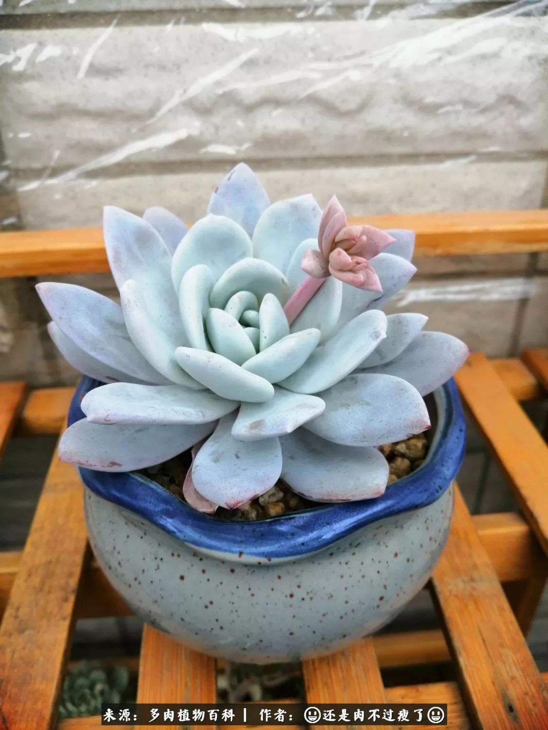 日照弘一法师,日照法师请师父