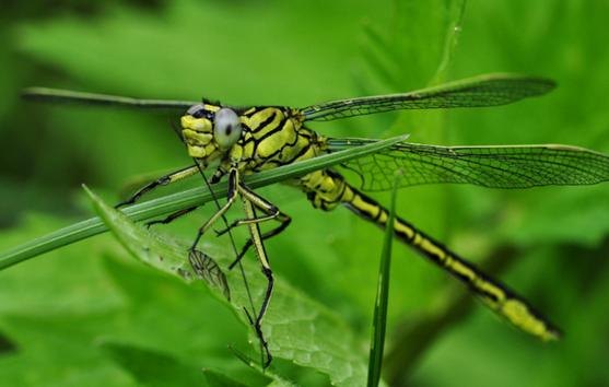 咬人的虫子跟蚂蚁相似,相似于毛毛虫又会咬人的虫子