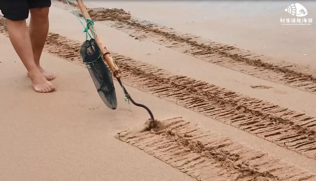 赶海吃各种爆辣的海鲜,好嗨哟赶海抓海鲜