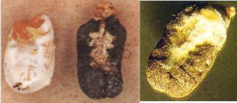 养蜂白垩病的治疗,蜜蜂白垩病用什么治