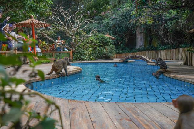 海南陵水猴岛有猴子吗,现在陵水猴岛猴子多不多