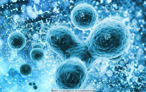 细胞衰老凋亡癌变,细胞的衰老和凋亡图片