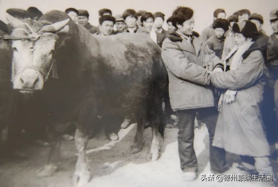 德州庆云县属于中西部城市吗,德州市庆云县发展