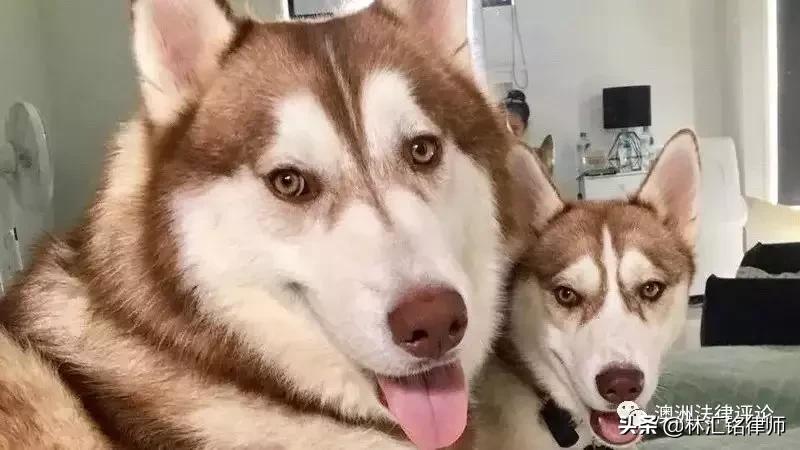 虐狗学生被开除学籍,虐狗被取消研究生资格