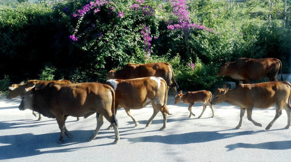 海南旅游海口到三亚自由行,从海口到三亚感受海南的无限魅力