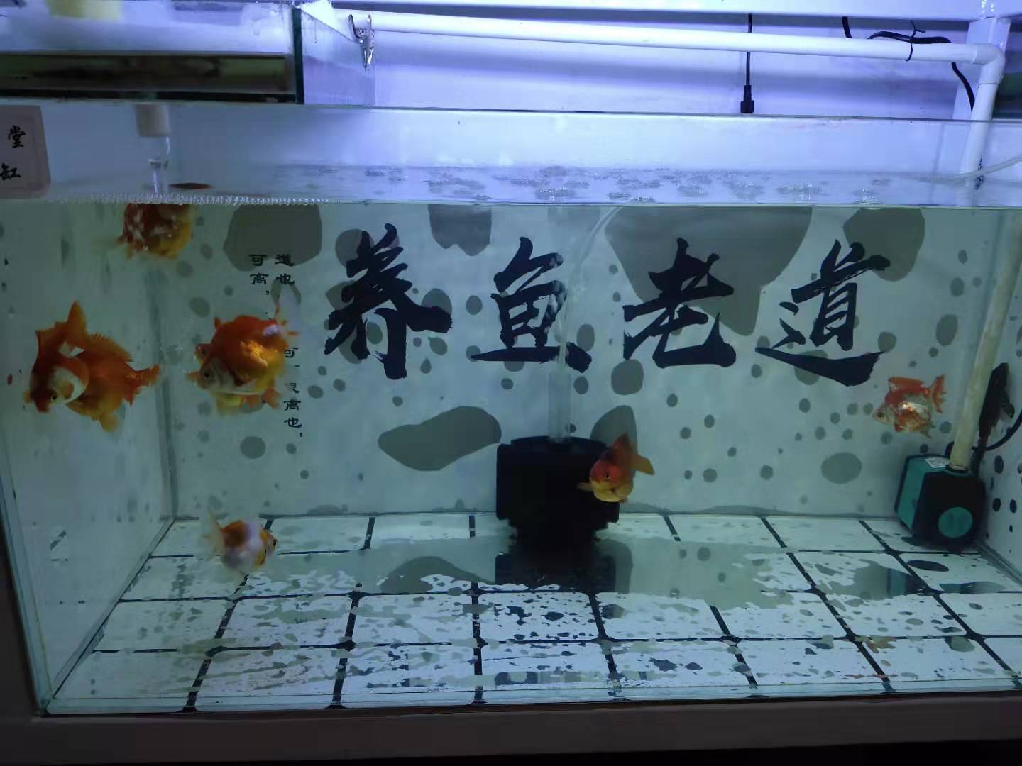 10年鱼缸漏水有必要维修吗,鱼缸烟丝补漏法