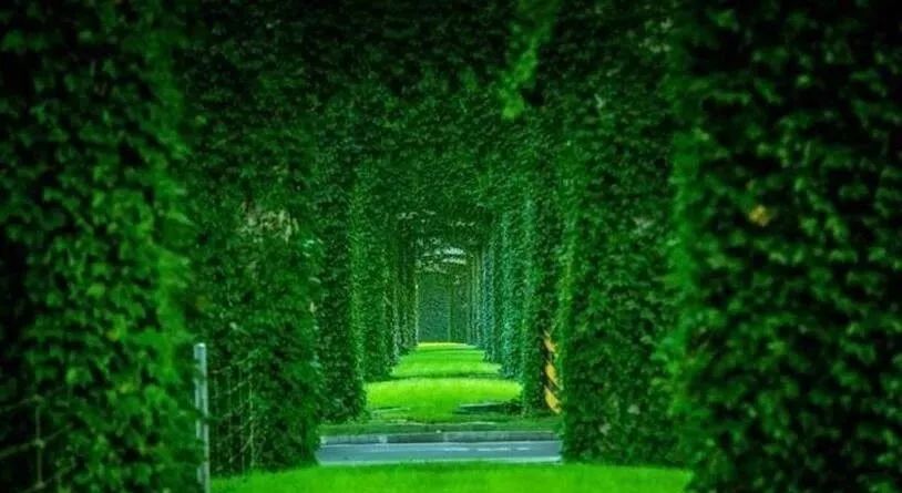 成都二环绿化,成都二环绿植视频