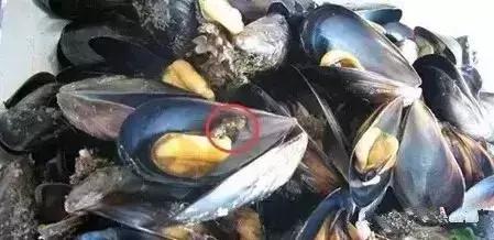 海鲜不可以吃的是哪些,各种海鲜应该吃的部位