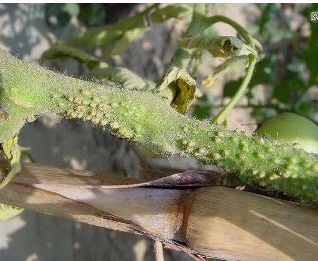 这里教您了解番茄溃疡病的发病原因及防治方法