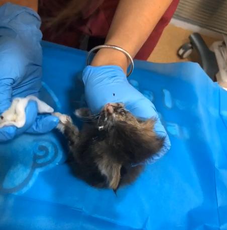 捡到的小奶猫眼睛流脓,捡到的小奶猫眼睛一直有眼屎