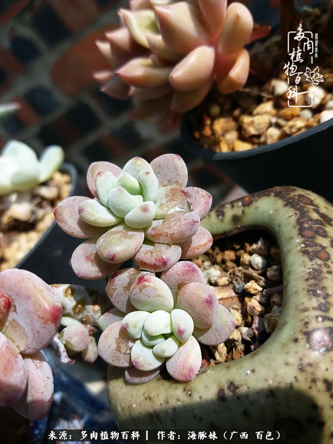 七月的雨,八月的风,多肉植物,我还是喜欢你