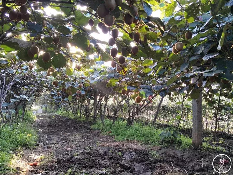 陕西周至猕猴桃哪家好,周至县猕猴桃和眉县猕猴桃