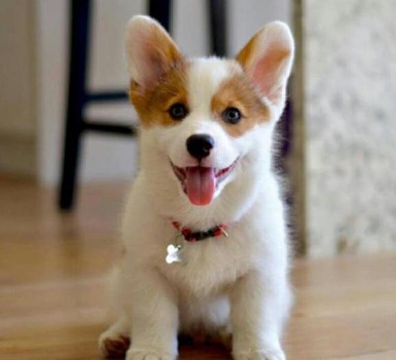 柯基吃什么狗粮最好最有营养,柯基吃什么狗粮比较合适