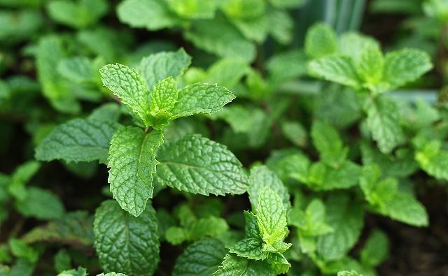 自己在家种薄荷盆栽,自己怎么在家里种植薄荷
