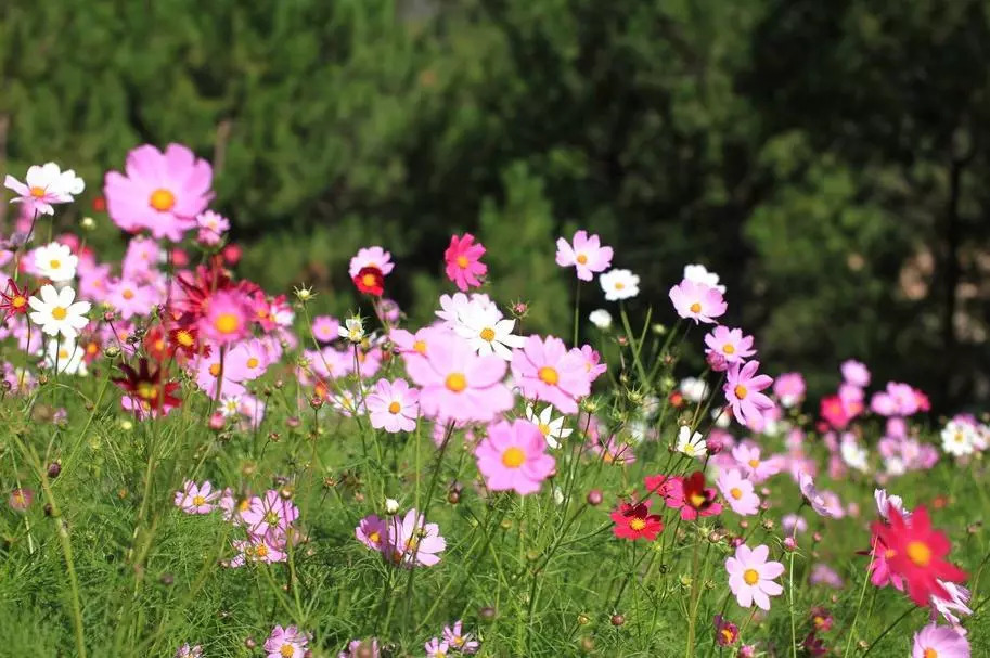 来一场原始森林的探险之旅——大连天门山旅游攻略