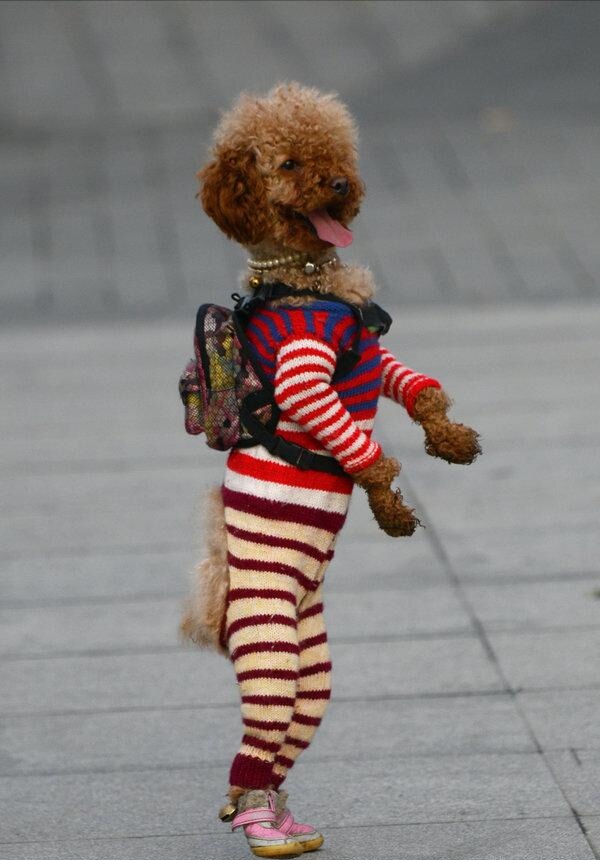 训练泰迪小技巧有哪些呢,训练泰迪并不难做好这7点很关键