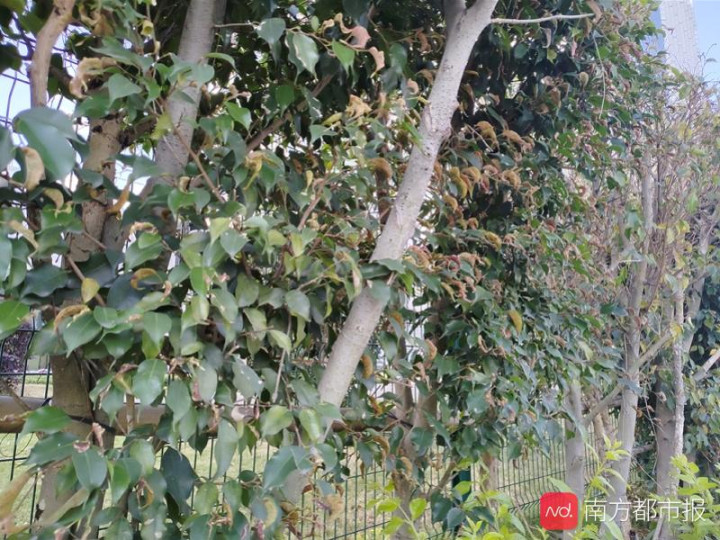 广州家里出现了好多小黑虫,广州吸血的小黑虫是啥