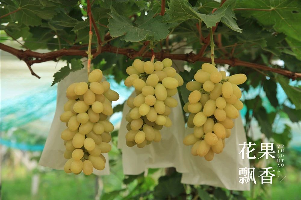 现在最好的葡萄新品种,最全的葡萄新品种解析