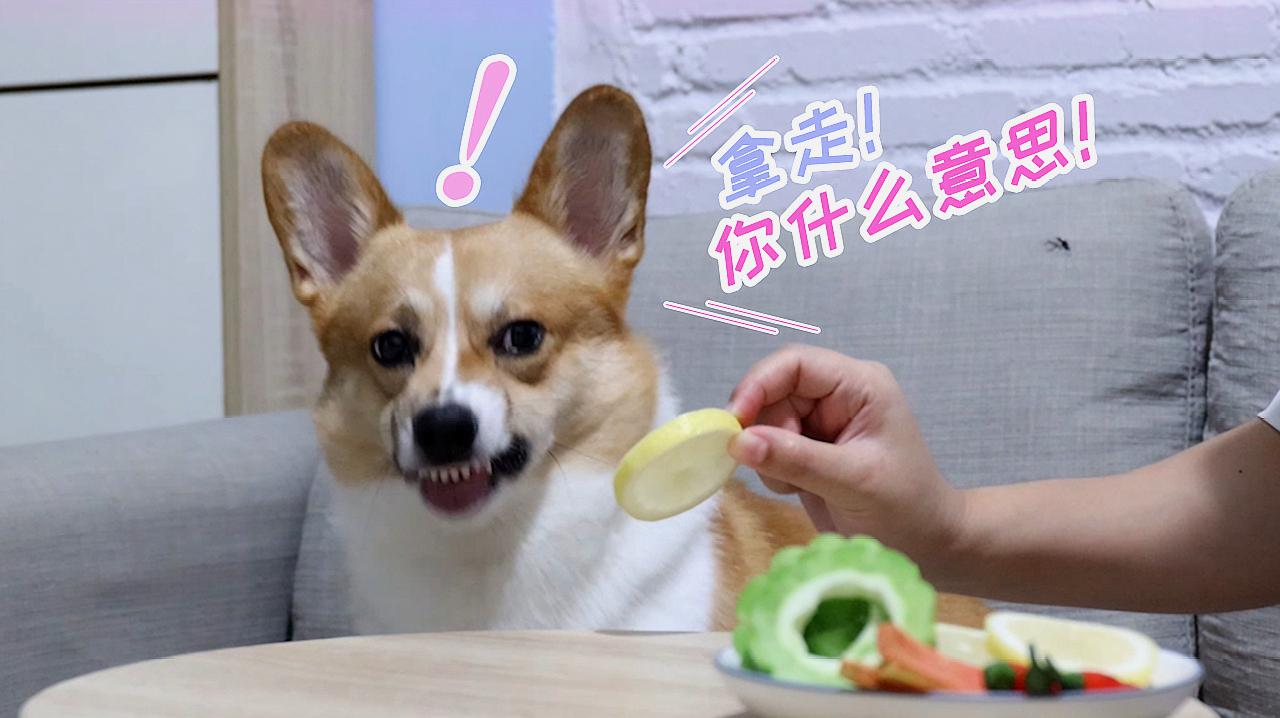 新手铲屎官该怎么养刚出生狗,铲屎官优选犬种