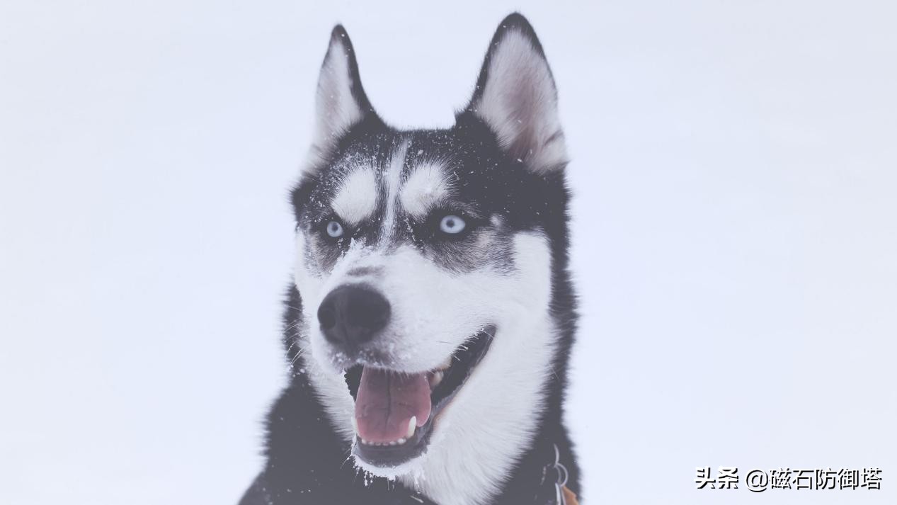 进击的哈士奇：傲立于极地的风之子