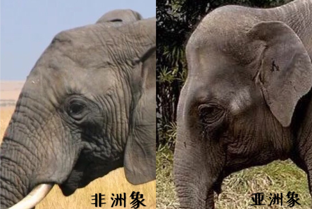 小学问|集合啦!麦粒鸟教你搞对「象」啦!