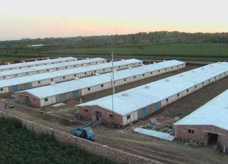 产蛋鸡冬天鸡舍温度多少合适,冬天鸡舍里的温度