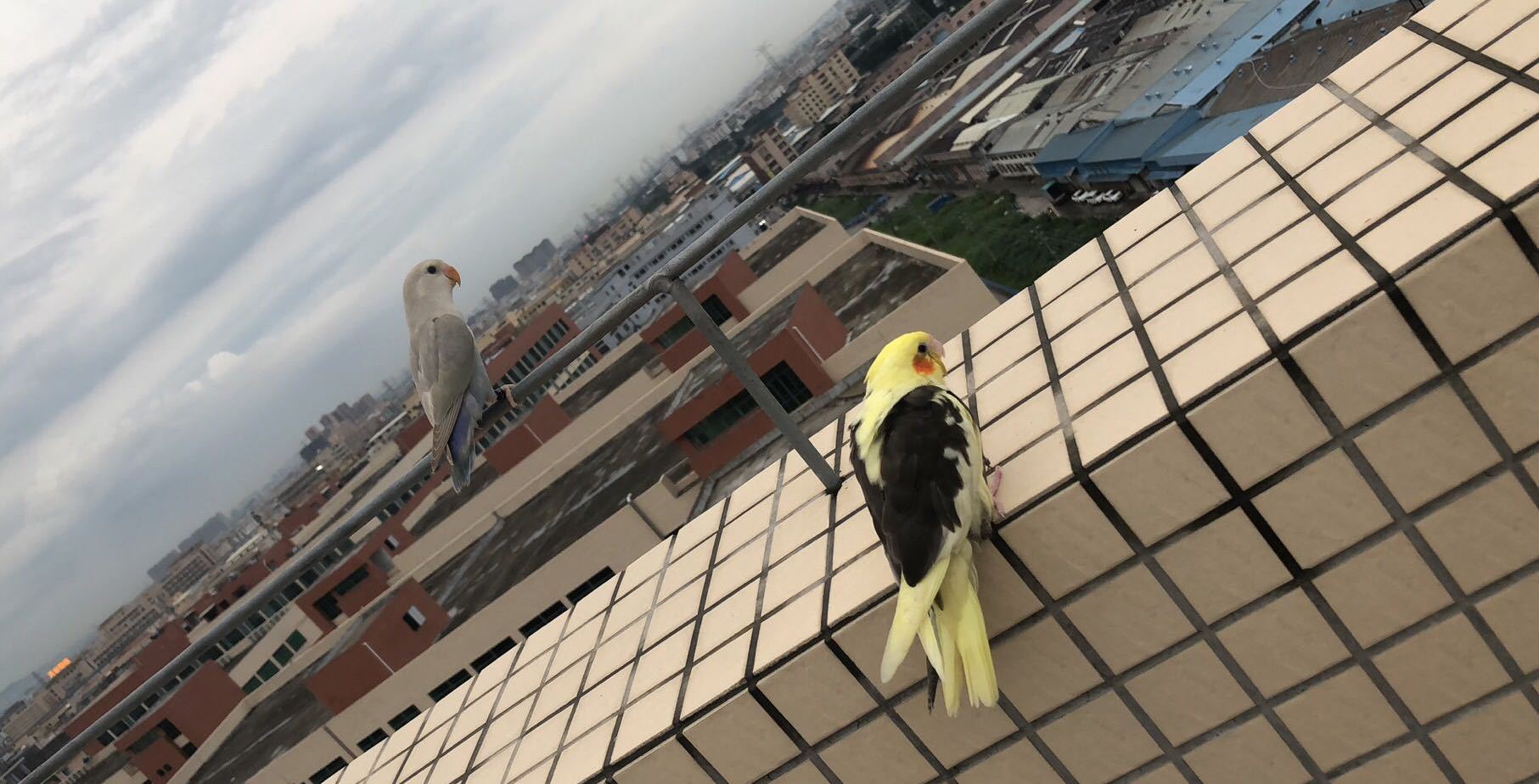 鹦鹉室内怎么排便的视频,鹦鹉怎么才能不乱拉屎