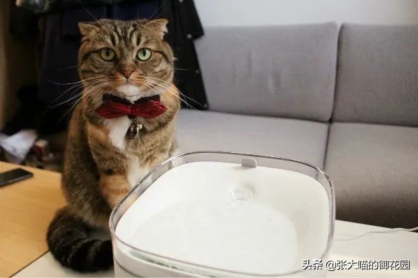 宠物饮水机漏电又爆炸？怎样才能选到安全放心的宠物饮水机？