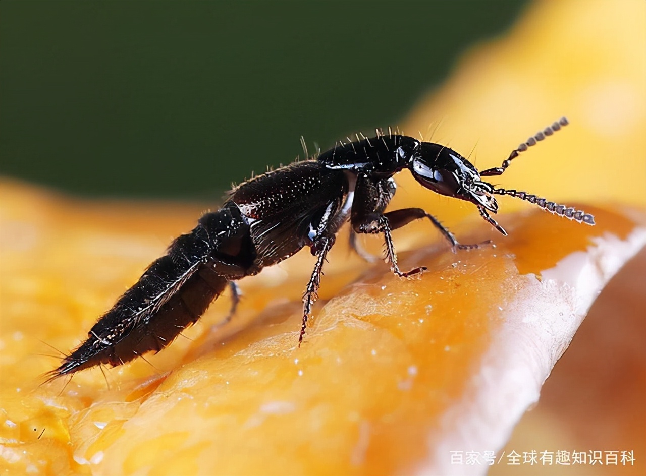 隐翅虫出现溃烂怎么处理,隐翅虫起脓泡怎么处理