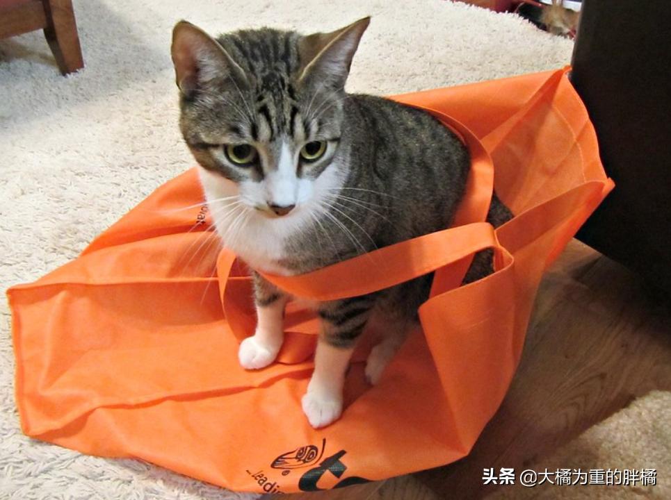 猫咪露出光滑的红色皮肤,猫咪露出一边獠牙