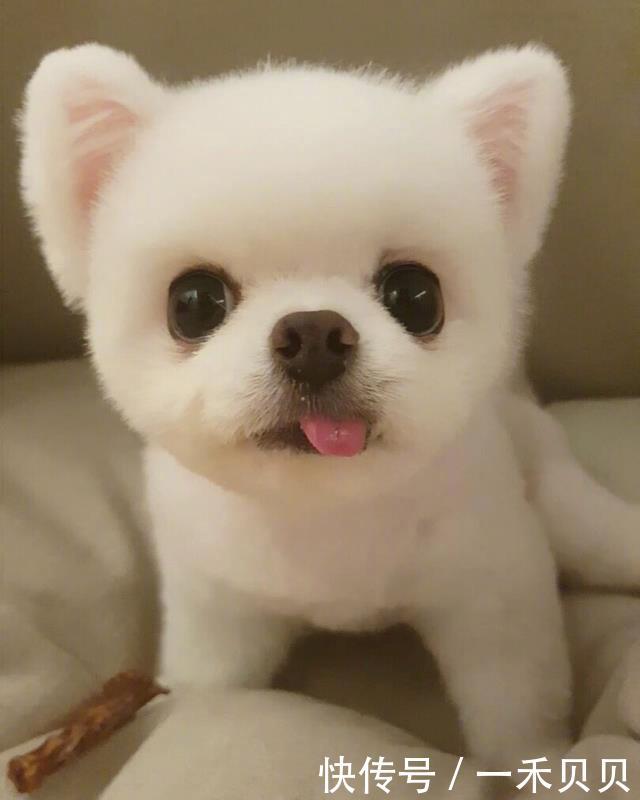 喷什么防止狗狗乱尿,怎么缓解狗狗尿闭