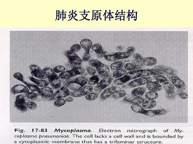 头孢和阿奇霉素都是消炎药，但是消炎部位大不相同，别用错了