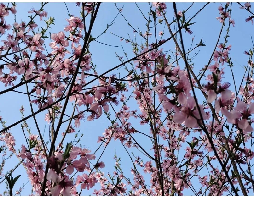 植物标本创意手工作品制作视频,植物标本手工创意