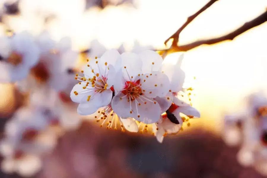 春分送你最美的祝福,春分是春暖花开的季节