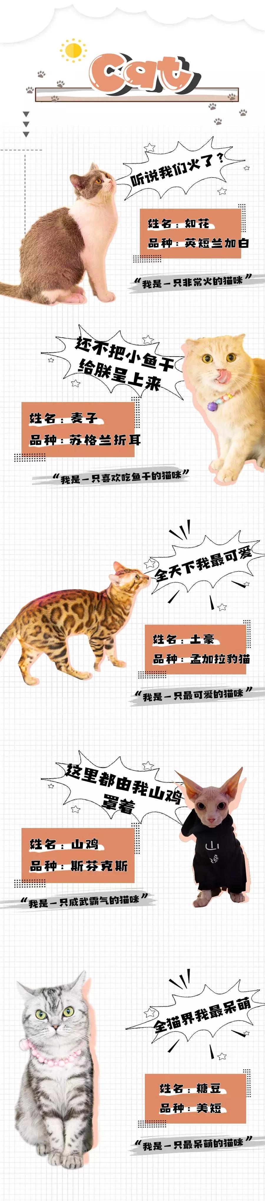 吃饭玩耍一体店,吃饭撸猫二选一