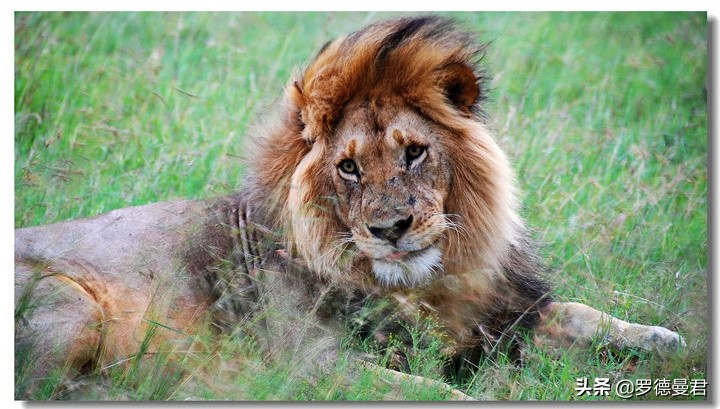 世界足坛五大神兽,世界十大威猛动物