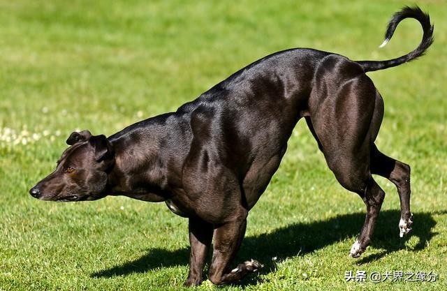 世界十大顶级斗犬排名,最厉害的斗犬排名第一