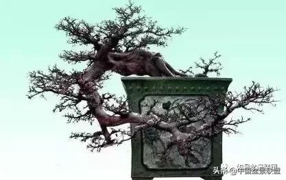 老枝条能做飘枝吗,飘枝技巧