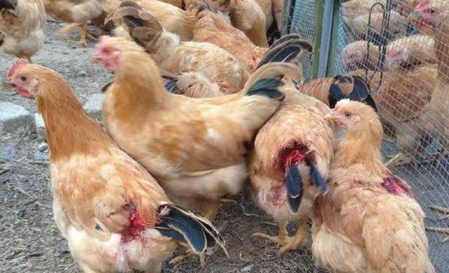 鸡啄肛原因及防治,鸡为什么啄羽啄肛