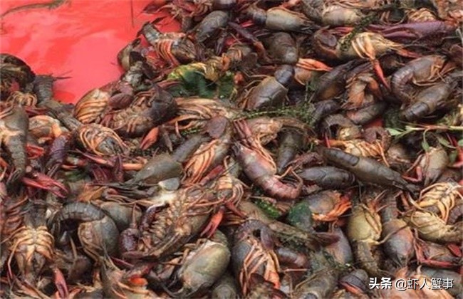 小龙虾养殖：莫名其妙出现死虾？多半是池塘里的这四个杀手作祟！