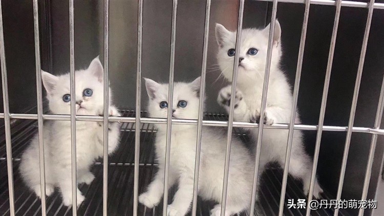 出远门猫咪一个人在家该怎么办,过年回家猫咪自己在家怎么安置