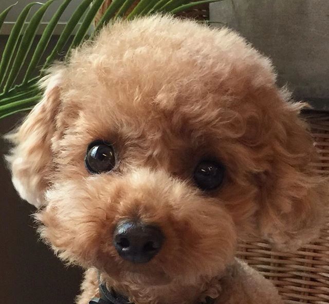 泰迪太护主,德牧犬和泰迪哪个好养