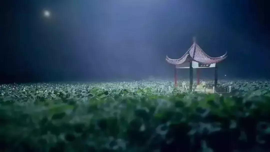 金湖荷花荡图片,金湖荷花荡介绍