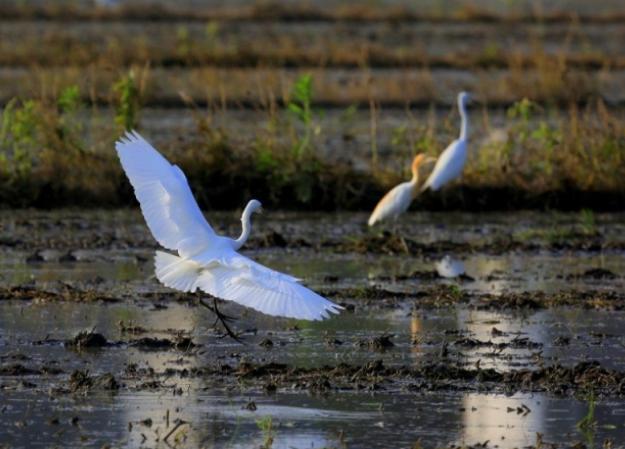 农村常见的动物抓了判刑,农村常见的10种野生动物