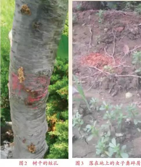 红颈天牛对人体有什么危害,蛀干天牛防治方法