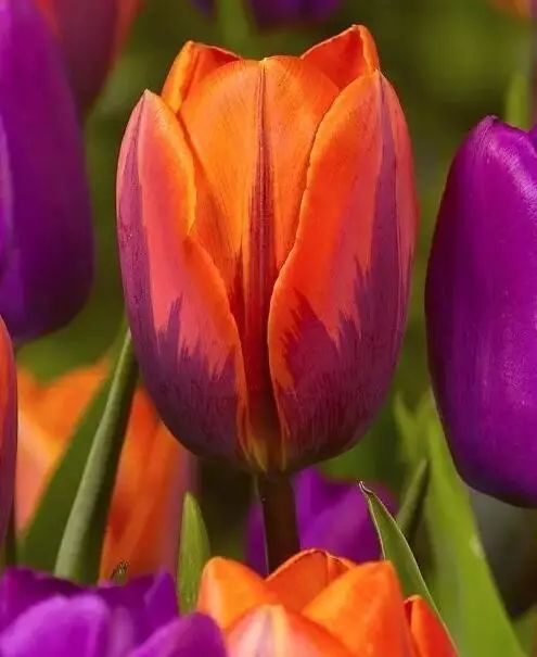 这才是世界上最贵的花卉,十大名贵花卉家养