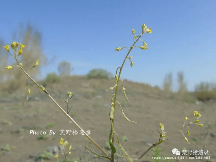 荒野拾遗录,荒野拾遗录完整