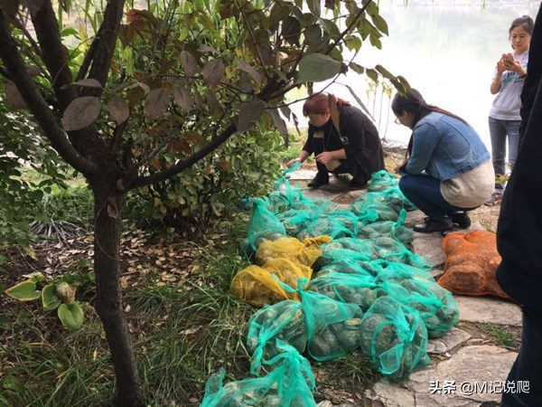 巴西龟为什么会成为宠物主流,巴西龟是世界上公认的生态杀手