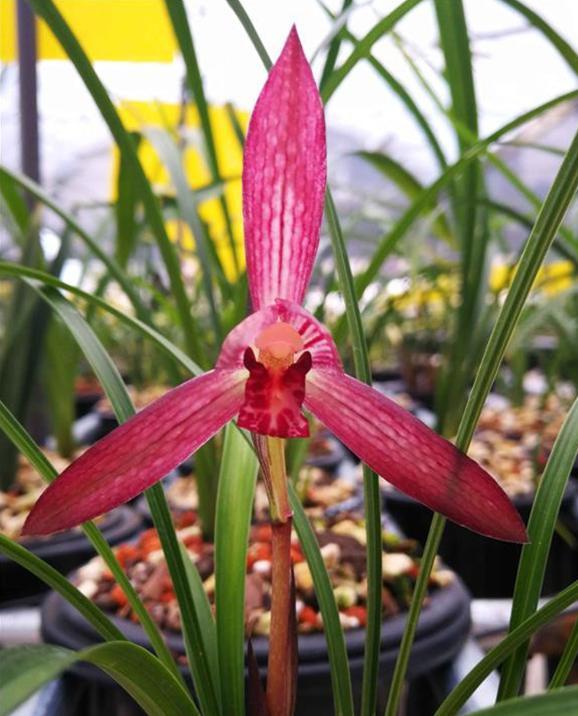 兰花品种大全莲瓣兰锦绣山河,最名贵十种兰花素兰