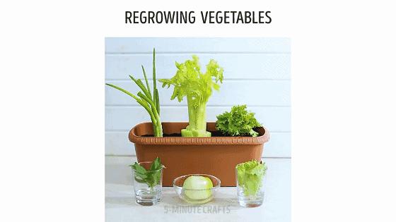 水培蔬菜家庭阳台种菜超简单,不用土在家种菜简单方法